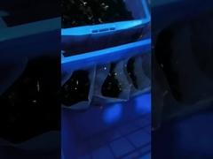 les accessoires de serre-câble du PE 1000Pcs 1/2 avancent le type petit à petit en plastique bride de R d'agrafe